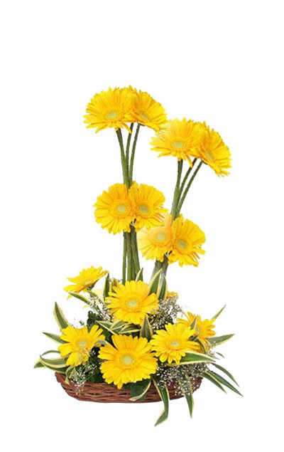 Chrysanthemum Yellow